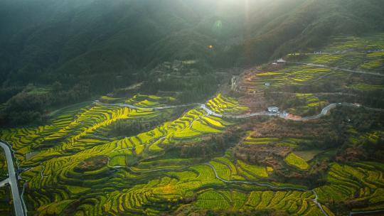 江西上饶婺源 油菜花田 梯田 阳光普照