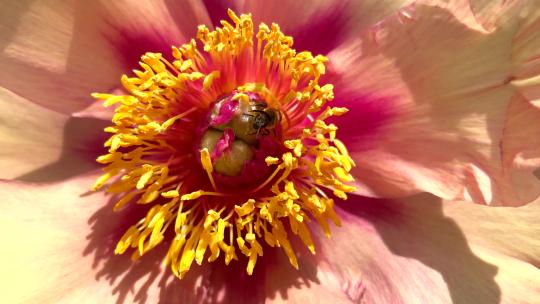 蜜蜂在花蕊上采蜜洗脸