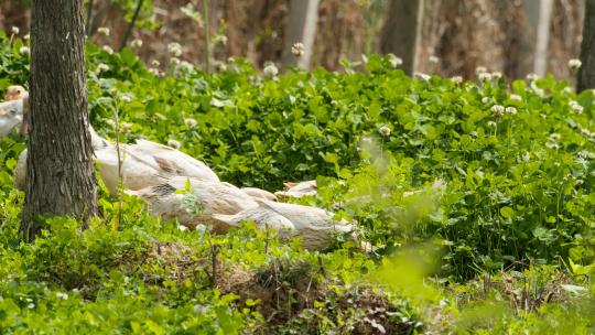 农村散养的鸭子在草丛觅食