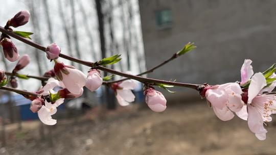 春天盛开的花朵