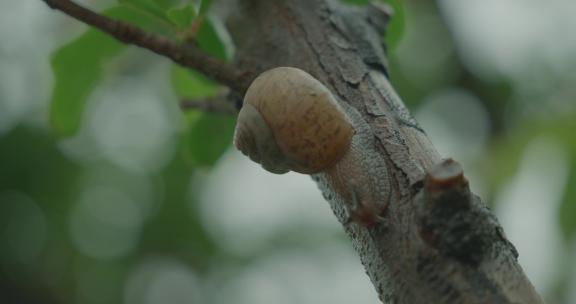 蜗牛在雨后石榴树上爬行