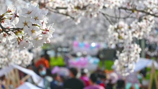 春天盛开的樱花树和观赏樱花的游客慢镜头