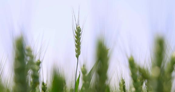 农业麦田 小麦