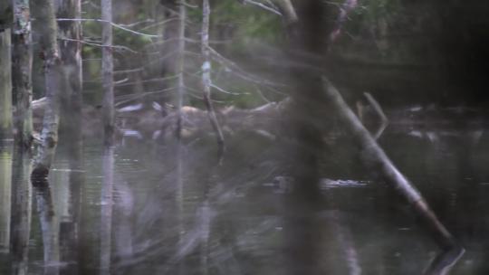 河狸海狸游泳寻找木头觅食