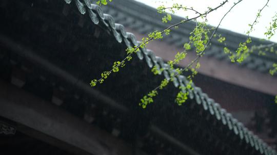 杭州钱王祠春天清明节雨天古建筑自然唯美