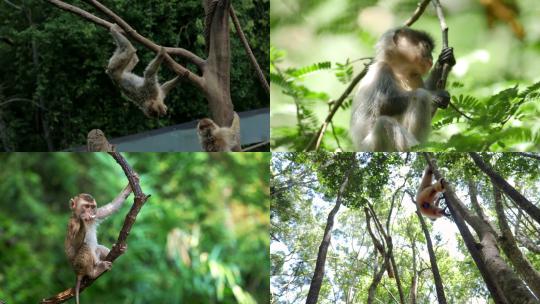 [合集] 雨林猴子镜头