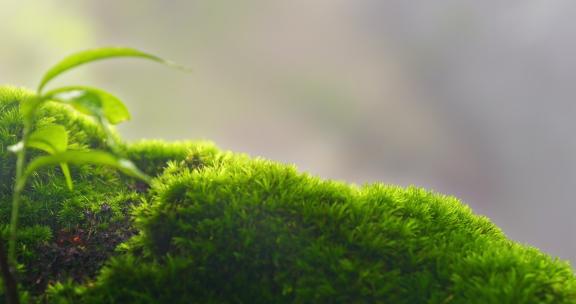 雨后阳光下的青苔苔藓