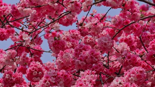 春暖花开樱花盛开景观视频素材模板下载