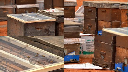 4K蜂场蜂箱意蜂养殖高清在线视频素材下载