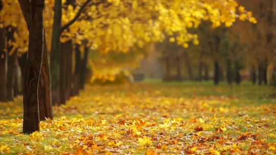 秋天地上铺满黄色的落叶
