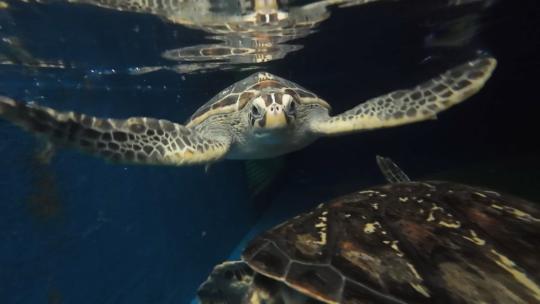 海洋馆近距离拍摄海龟海底世界喂食海龟