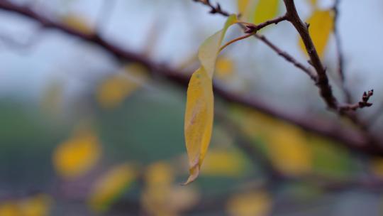 秋天树叶变黄视频素材模板下载