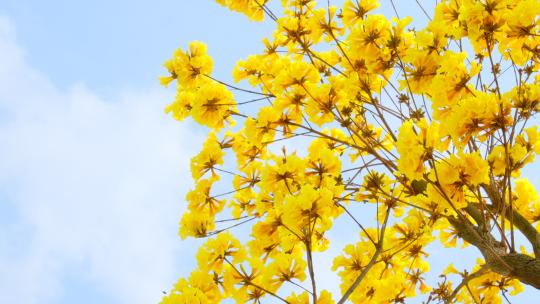 黄花风铃木 阳光树林 南宁青秀山风铃谷