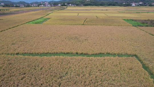 惠州稔山镇稻田水稻丰收航拍