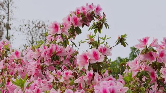 春暖花开杜鹃花盛开