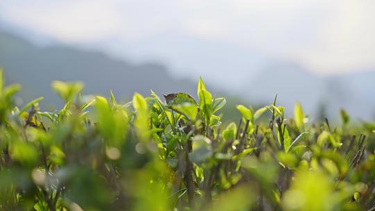 茶叶特写