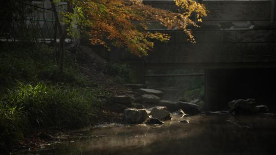 杭州九溪秋天早晨阳光洒在金黄枫树叶视频素材模板下载