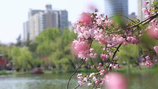 春天海棠花唯美实拍