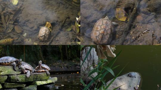 【合集】自然环境下的乌龟游泳