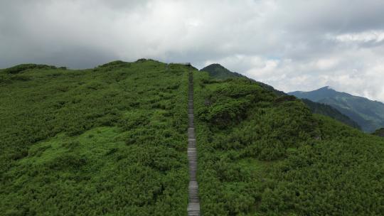 航拍湖北神农顶景区神农谷登山台阶