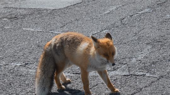 西藏旅游风光219国道野生动物野生狐狸