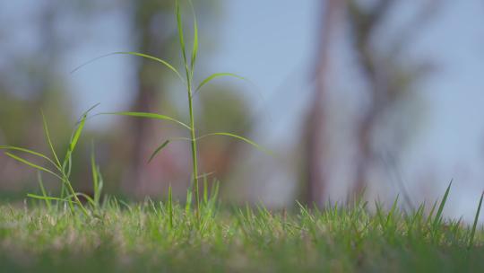 草地上一棵小草风中摇摆
