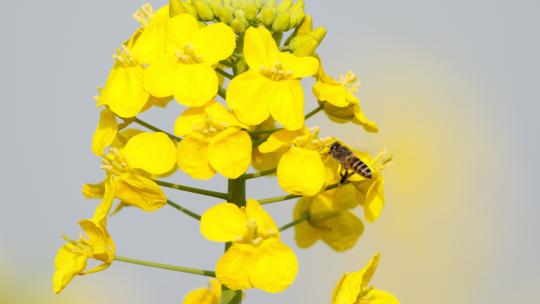 油菜花蜜蜂实拍镜头