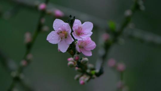 桃花桃花林桃花源