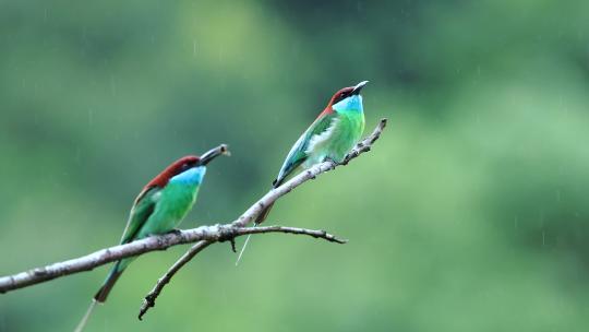 中国最美丽的小鸟：蓝喉蜂虎
