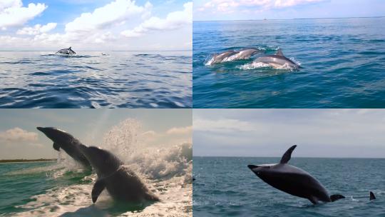 【合集】海豚 海洋天使 海洋生物 海豚跳跃
