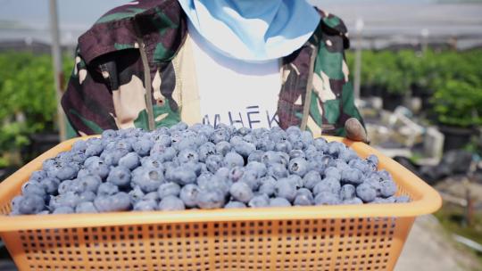 农民端着一篮子蓝莓