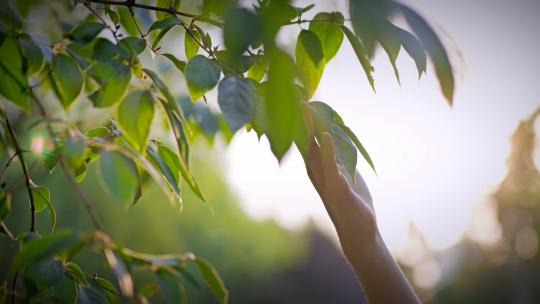 意境唯美逆光文艺女生高清在线视频素材下载