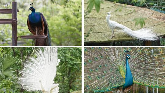 孔雀开屏高清在线视频素材下载