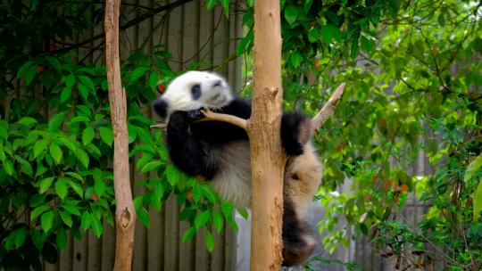 熊猫幼崽成都中国人视频素材模板下载