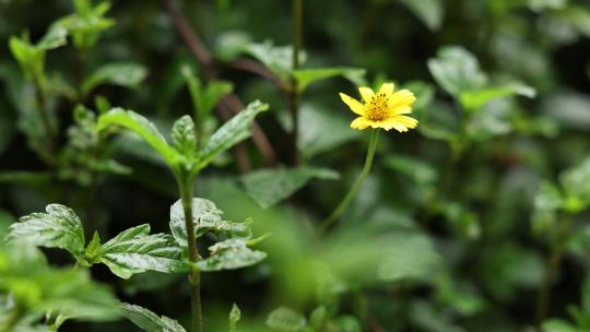 夏日清新蟛蜞菊在绿草从中