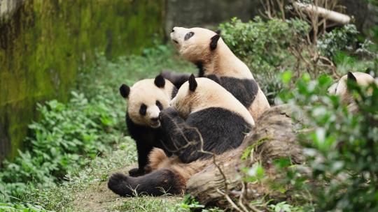 排排坐的可爱国宝大熊猫特写镜头