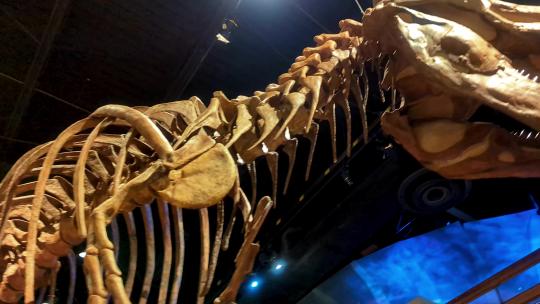 恐龙化石标本骨架自然博物馆
