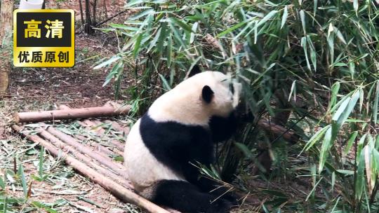 野生动物园熊猫吃竹子 大熊猫玩耍行走