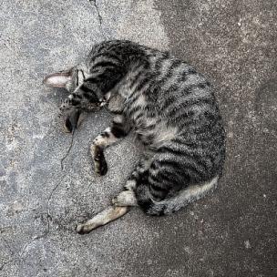 综艺儿童节目欢快背景音乐-童真可爱轻快风 综艺儿童节目欢快背景音乐-童真可爱轻快风