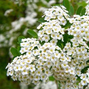 经典特效倒计时