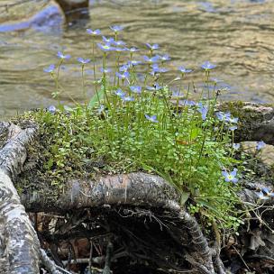 棉花糖风格时尚歌曲