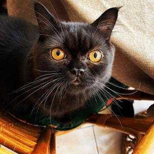 振奋人心史诗电影预告片钢琴弦乐高潮音乐