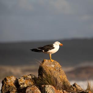 Holidays Sales (15sec): 假日促销（15秒）