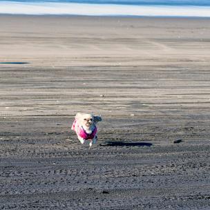 卡通动画短视频背景音乐欢快灵动演奏